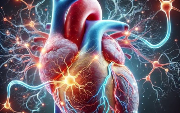 Επιστήμονες απέδειξαν ότι και η καρδιά του ανθρώπου έχει τον δικό της «εγκέφαλο» (φωτ.)