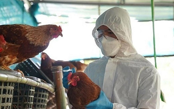 Γρίπτη των πτηνών: Πανδημία προ των πυλών;