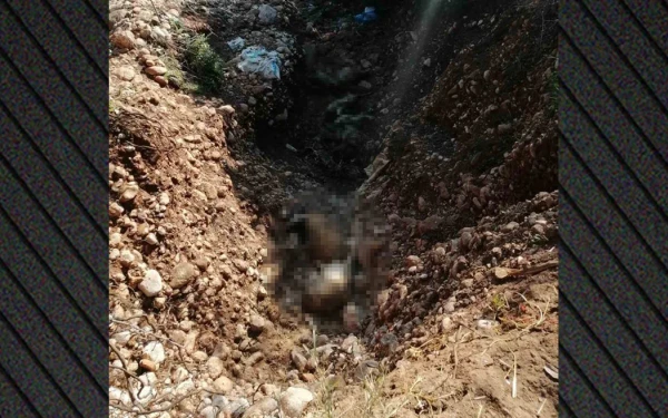 Αλμυρός: Πέταξαν νεκρά πρόβατα από ευλογιά σε χείμαρρο - Κατεπείγουσα προκαταρκτική εξέταση