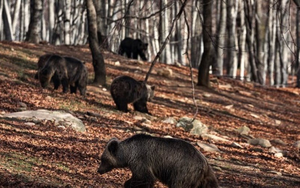 Νυμφαίο Φλώρινας: 50.000 επισκέπτες στον Αρκτούρο