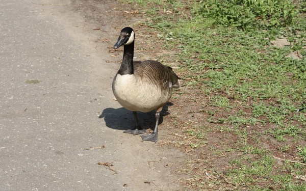 Έρχεται... «γολγοθάς» τα Χριστούγεννα για τους Γάλλους: Με το «κυάλι» θα βρίσκουν φουά γκρα