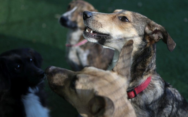 Βρετανία: 250 σκυλιά βρέθηκαν σε ένα μόνο σπίτι – Η φωτογραφία που «μπέρδεψε» το διαδίκτυο