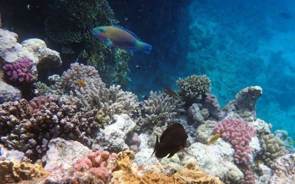 Εντοπίστηκε ο πρώτος κοραλλιογενής ύφαλος στη Μεσόγειο