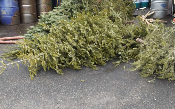 Ο δήμος Νεάπολης-Συκεών ανακυκλώνει τα φυσικά Χριστουγεννιάτικα δέντρα