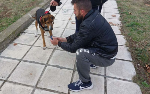 Θεσσαλονίκη: Έλεγχοι σε δεσποζόμενα ζώα συντροφιάς - Πρόστιμα ως και 500 ευρώ τον μήνα Δεκέμβριο