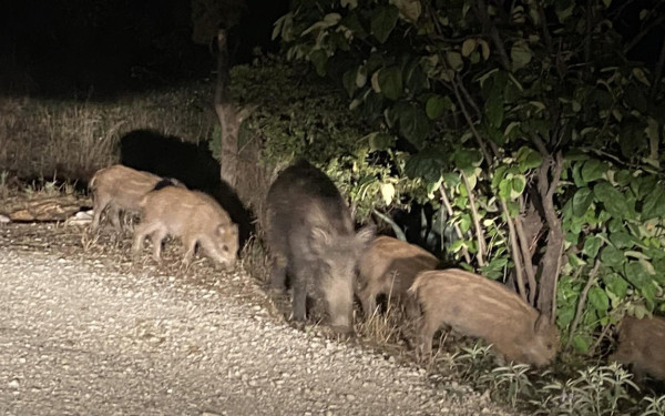 Δήμος Νεάπολης-Συκεών: Νέα επιστολή-καμπανάκι του Σίμου Δανιηλίδη στον πρωθυπουργό για το θέμα των αγριογούρουνων