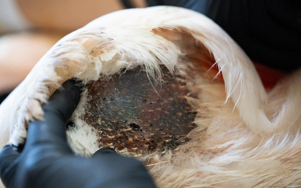 Λαγκαδάς: Πυροβόλησαν φλαμίνγκο, ασημόγλαρο, μπούφο και γερακίνες