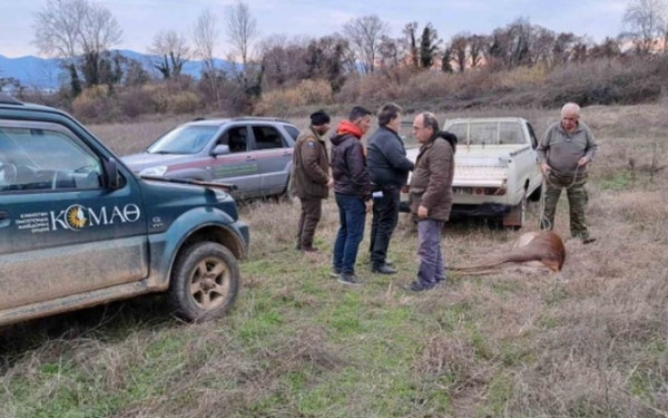 Λαθροθήρας πυροβόλησε και σκότωσε ελάφι που κυοφορούσε στην Κερκίνη