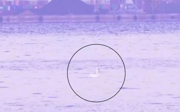 Σπάνιο θέαμα στη Θεσσαλονίκη: Ένας μοναχικός κύκνος στον Θερμαϊκό (βίντεο)