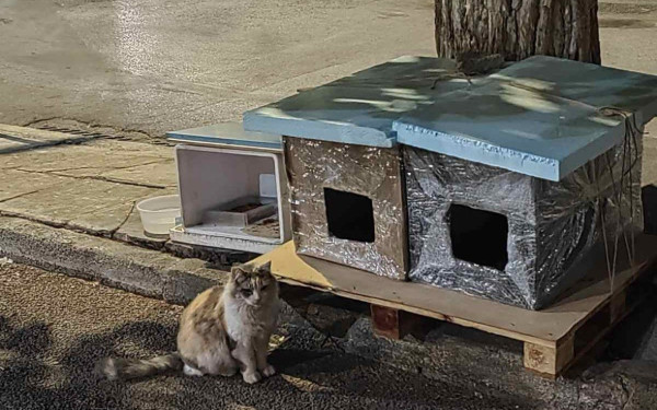 Πειραιάς: Μια σκληρά εργαζόμενη γυναίκα φροντίζει καθημερινά δεκάδες αδέσποτα