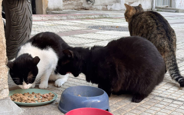 Θεσσαλονίκη: Τουλάχιστον 20 γάτες δηλητηριάστηκαν σε γειτονιά της Τούμπας