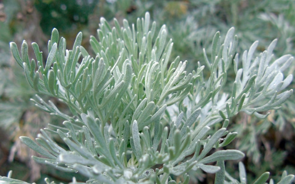 Καρκίνος Παχέος Εντέρου: Το αρωματικό φυτό που βάζει φρένο στην ανάπτυξη καρκινικών κυττάρων