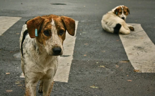 Συστήθηκε Ομάδα Εργασίας για την επίσπευση αδειοδότησης καταφυγίων των αδέσποτων ζώων συντροφιάς