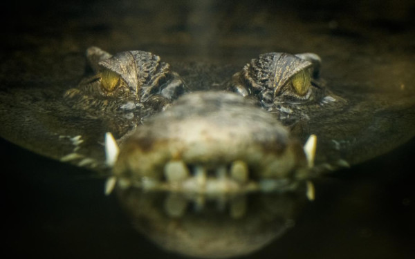 Ολυμπιακοί Αγώνες 2032: Οι κωπηλάτες θα ανταγωνίζονται τους κροκόδειλους στο Μπρίσμπεϊν (βίντεο)