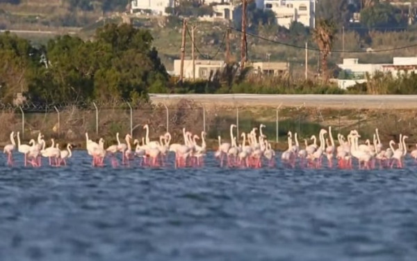 Απόβαση... δεκάδων φλαμίνγκο στη λιμνοθάλασσα Αλυκής στη Νάξου (βίντεο)