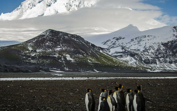 Δεν γλίτωσαν ούτε οι... πιγκουίνoι που ζουν σε ακατοίκητα νησιά της Αυστραλίας από τους δασμούς Τραμπ