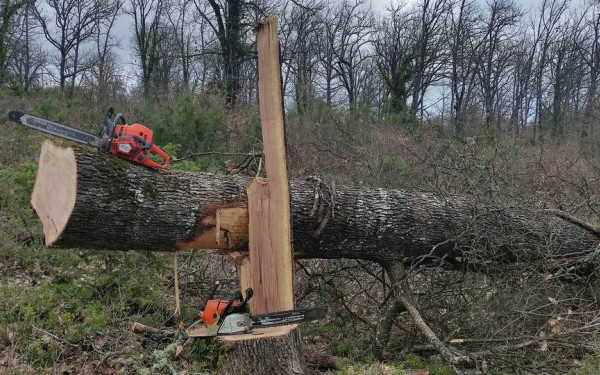 Θεσσαλονίκη: «Οικογενειακή» υπόθεση η παράνομη υλοτομία στο δάσος Αρέθουσας