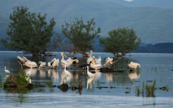 ΣτΕ: «Φρένο» σε επένδυση φωτοβολταϊκών κοντά σε περιοχή Natura στο Εθνικό Πάρκο της λίμνης Κερκίνης