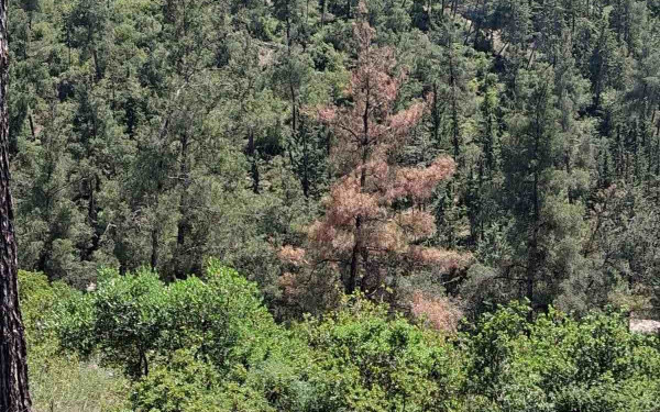 Θεσσαλονίκη: Απαγόρευση κυκλοφορίας και σήμερα στο Σέιχ Σου και στα δάση Θέρμης, Πανοράματος και Ωραιοκάστρου