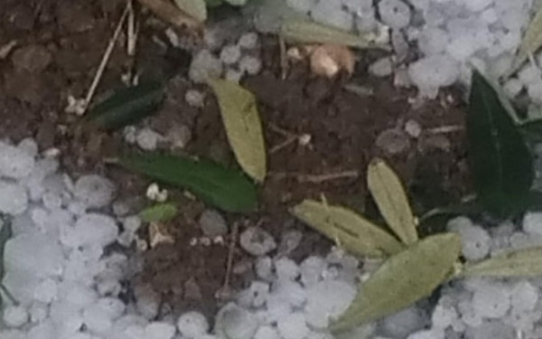 ΕΛΓΑ : «Πράσινο φως» για τον ανάδοχο του Προγράμματος Χαλαζικής Προστασίας