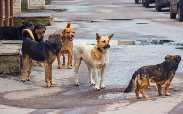 ΕΟΔΥ: Η πρώτη συστηματική καταγραφή δαγκωμάτων από σκύλους στην Ελλάδα