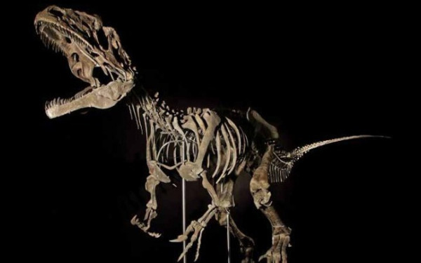 Μογγολία: Τα λείψανα ενός άγνωστου είδους δεινοσαύρου, συγγενή του T-Rex, βρέθηκαν ξεχασμένα σε ένα ινστιτούτο