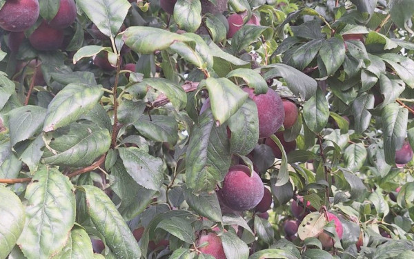 Νυχτερνές περιπολίες και σεκιούριτι στα χωράφια - Οι αγρότες σε Πέλλα και Ημαθία πήραν μέτρα για τις κλοπές στην παραγωγή