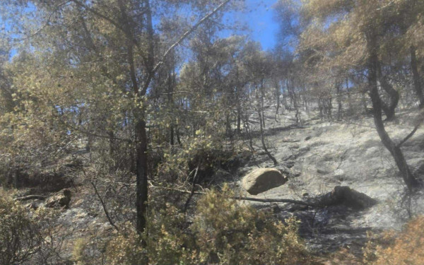 Χαλκιδική: Κάηκαν 400 στρέμματα δάσους στη Βουρβουρού- Αποκαρδιωτικές εικόνες μετά το πέρασμα της πύρινης λαίλαπας