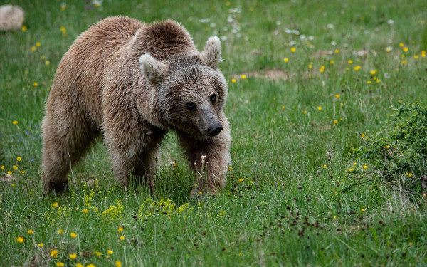 Θεσσαλονίκη: Εμφανίστηκε αρκούδα στο Ωραιόκαστρο