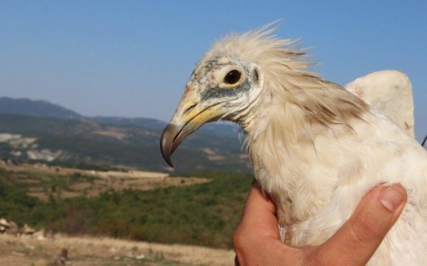 Να βρεθούν και να τιμωρηθούν οι δράστες της μαζικής δηλητηρίασης άγριας ζωής στη Δαδιά ζητούν περιβαλλοντικές οργανώσεις