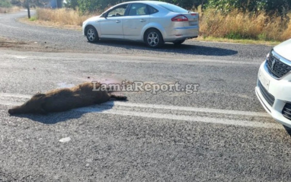 Λαμία: Σοβαρό τροχαίο με αγριογούρουνο - Το άτυχο ζώο χτυπήθηκε από ένα φορτηγό
