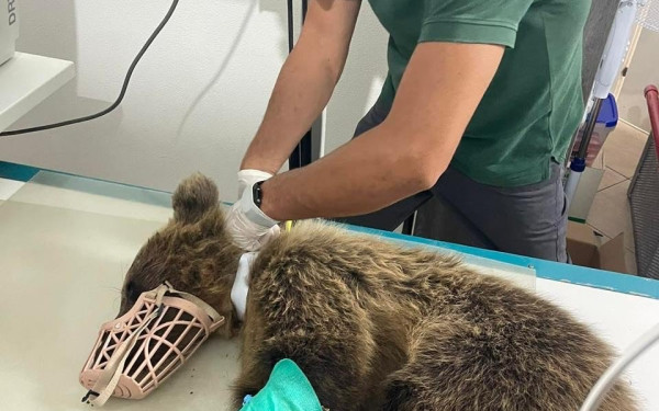 Θεσσαλονίκη: Αρκουδάκι χτυπήθηκε σε τροχαίο και εγκαταλείφθηκε