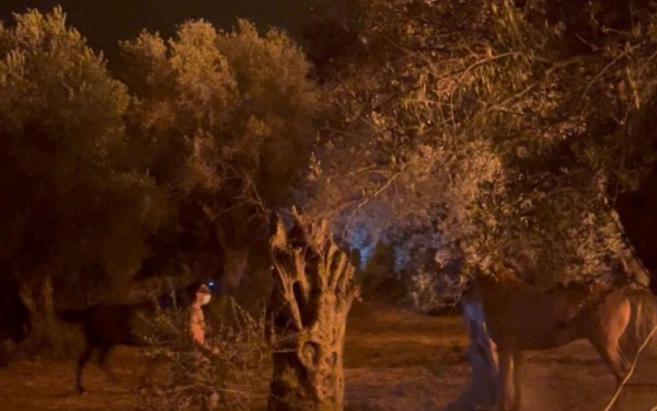 Φωτιά στη Χίο: Παρά τρίχα διασώθηκαν δύο άλογα στη Βολισσό – Συγκινητική κινητοποίηση για τα εγκλωβισμένα ζώα (βίντεο)