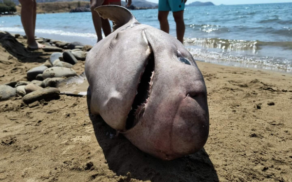 Λήμνος: Ξεβράστηκε καρχαροειδές στην παραλία - Δείτε φωτογραφίες