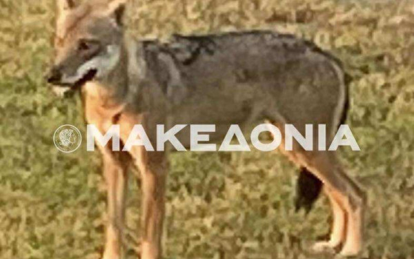 Χαλκιδική: «Ο λύκος τραβούσε το παιδί και το παιδί τη μάνα»- Συγκλονίζουν οι μαρτυρίες από την επίθεση λύκου σε 5χρονη