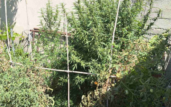 Βέροια: Συνελήφθη για πέντε δενδρύλλια κάνναβης