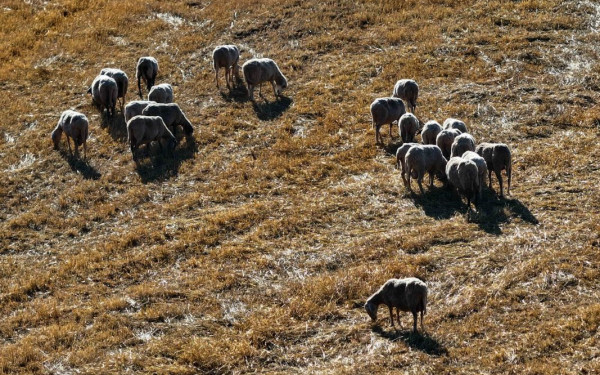 Εξεταστική ΟΠΕΚΕΠΕ: «Αυτό που γίνεται είναι κλοπή συστηματική 634 εκ. ευρώ που συνεχίζεται» κατέθεσε ο Μ. Κορασίδης