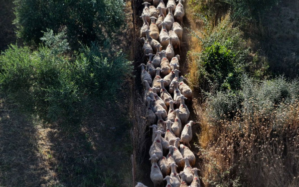 Συναγερμός στην Ήπειρο: Πρώτο επιβεβαιωμένο κρούσμα ευλογιάς προβάτων στην Πάργα