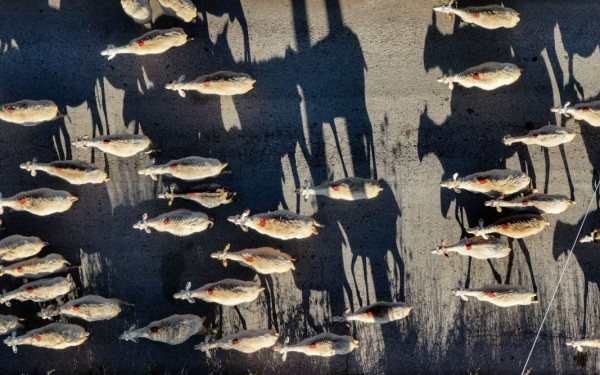 Η Αποκεντρωμένη Διοίκηση Μακεδονίας Θράκης ζητάει από τους δήμους να βρουν άμεσα χώρους ταφής των προβάτων με ευλογιά