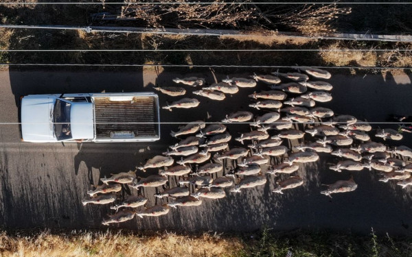 Σέρρες: Τεράστια καταστροφή του κτηνοτροφικού κόσμου - Πάνω από 20.000 ζώα θανατώθηκαν λόγω της ευλογιάς