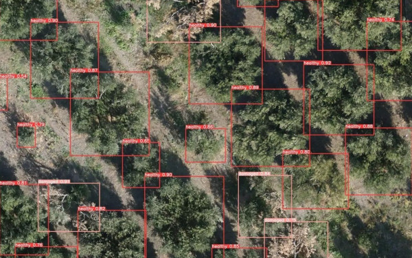 Θεσσαλονίκη : Εφαρμογή με droneς, κάμερες και ΤΝ για την αντιμετώπιση της βερτισιλλίωσης της ελιάς
