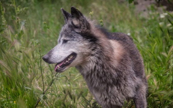 Χαλκιδική: Σε εξέλιξη η επιχείρηση σύλληψης του λύκου - Η θήρευσή του προκρίνεται ως η καλύτερη λύση