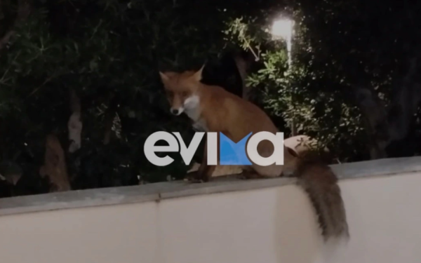 Κάρυστος: Η αλεπού που επιστρέφει κάθε βράδυ στη βεράντα της κυρίας Τούλας
