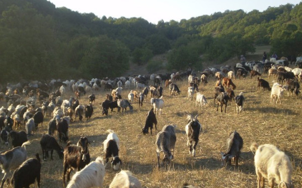 Ευλογιά αιγοπροβάτων: Οι ριζικές αλλαγές στην κτηνοτροφία μέσα από τα λόγια ενός κτηνοτρόφου