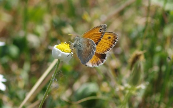 Τα Ιωάννινα έχουν τον ίδιο αριθμό ειδών πεταλούδας με ολόκληρο το Ηνωμένο Βασίλειο