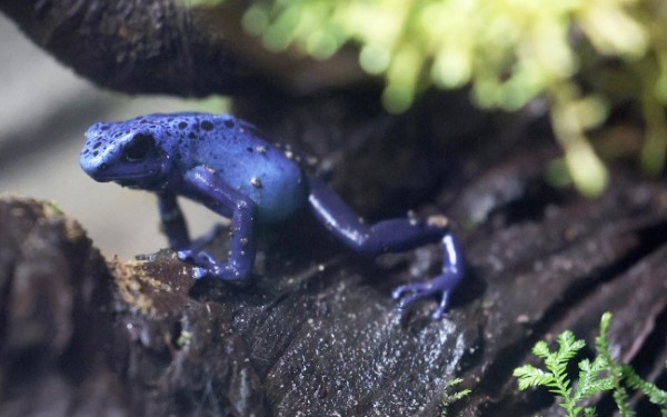 Ανακαλύφθηκε νέο είδος δηλητηριώδους βατράχου στο Περού