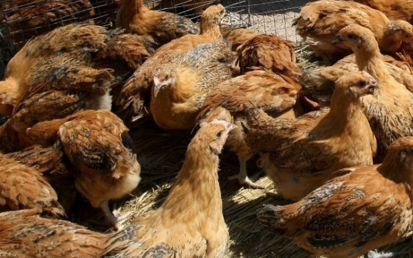 ΕΟΦ: Δεν υφίσταται αδειοδοτημένο εμβόλιο κατά της ευλογιάς των αιγοπροβάτων στην Ελλάδα και στην ΕΕ