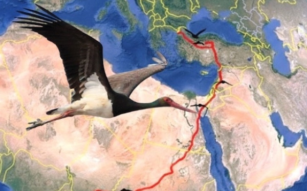 Έβρος: Πελαργός διένυσε πάνω από 5.000 χιλιόμετρα για να μεταναστεύσει στην κεντρική Αφρική