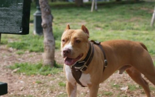 Ζάκυνθος: Αύριο το τελευταίο αντίο στο δίχρονο που δέχτηκε επίθεση από το σκύλο της οικογένειας