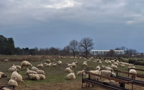 Ευλογιά αιγοπροβάτων: Σημάδια κάμψης στη μετάδοση, προειδοποιήσεις για χαλάρωση των μέτρων